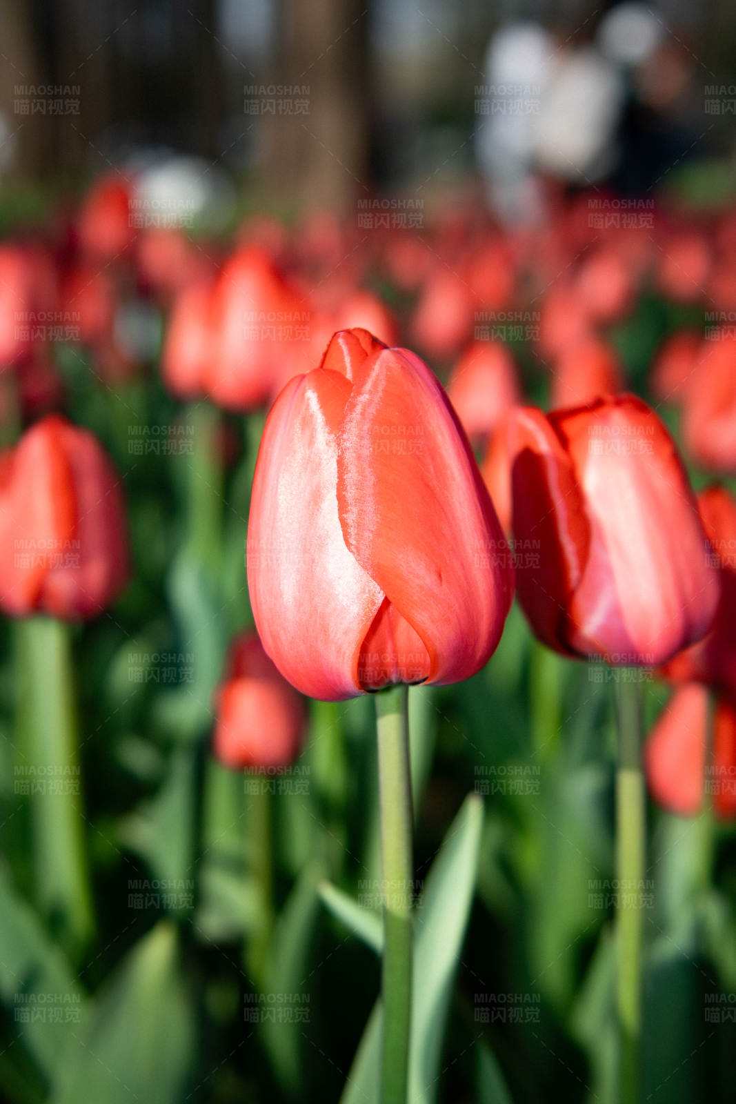 红色郁金香花海图片