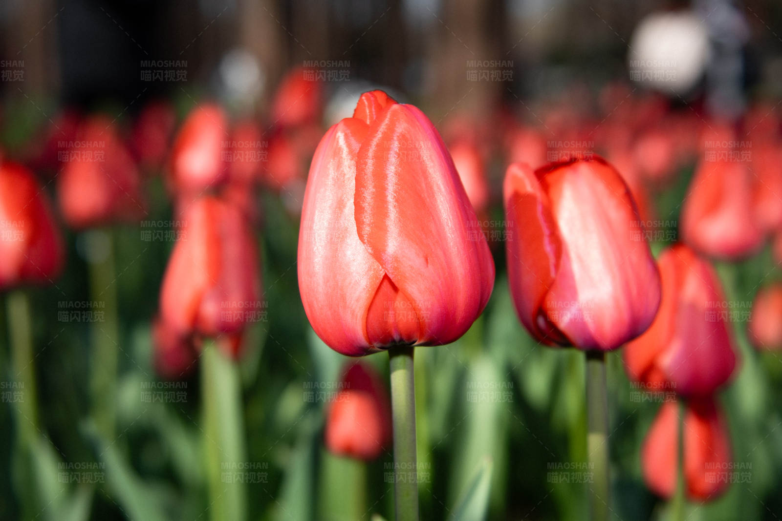 红色郁金香花海图片