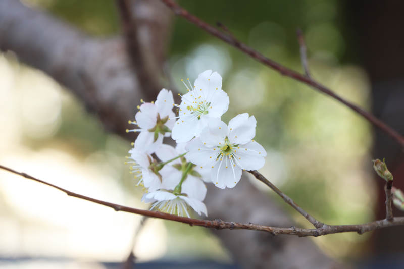 春日白花绽放图片