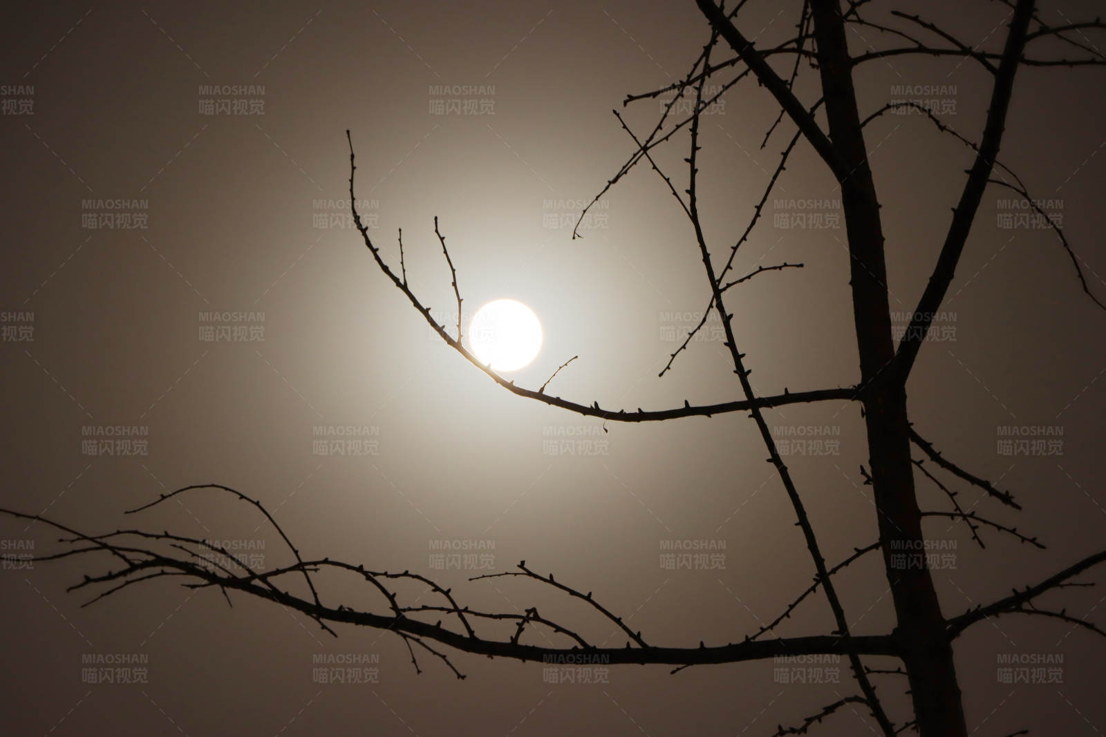 夕阳下的枯树枝影图片