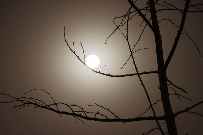 夕阳下的枯树枝影图片