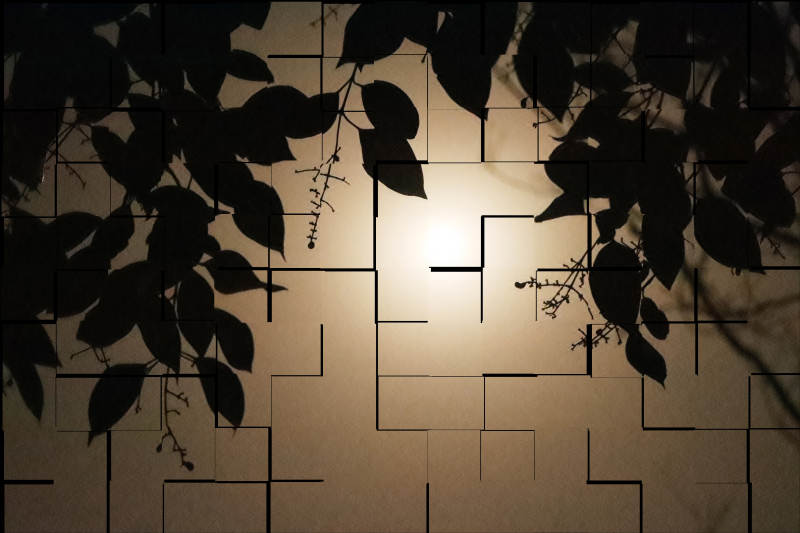 光影交错的树叶剪影图片