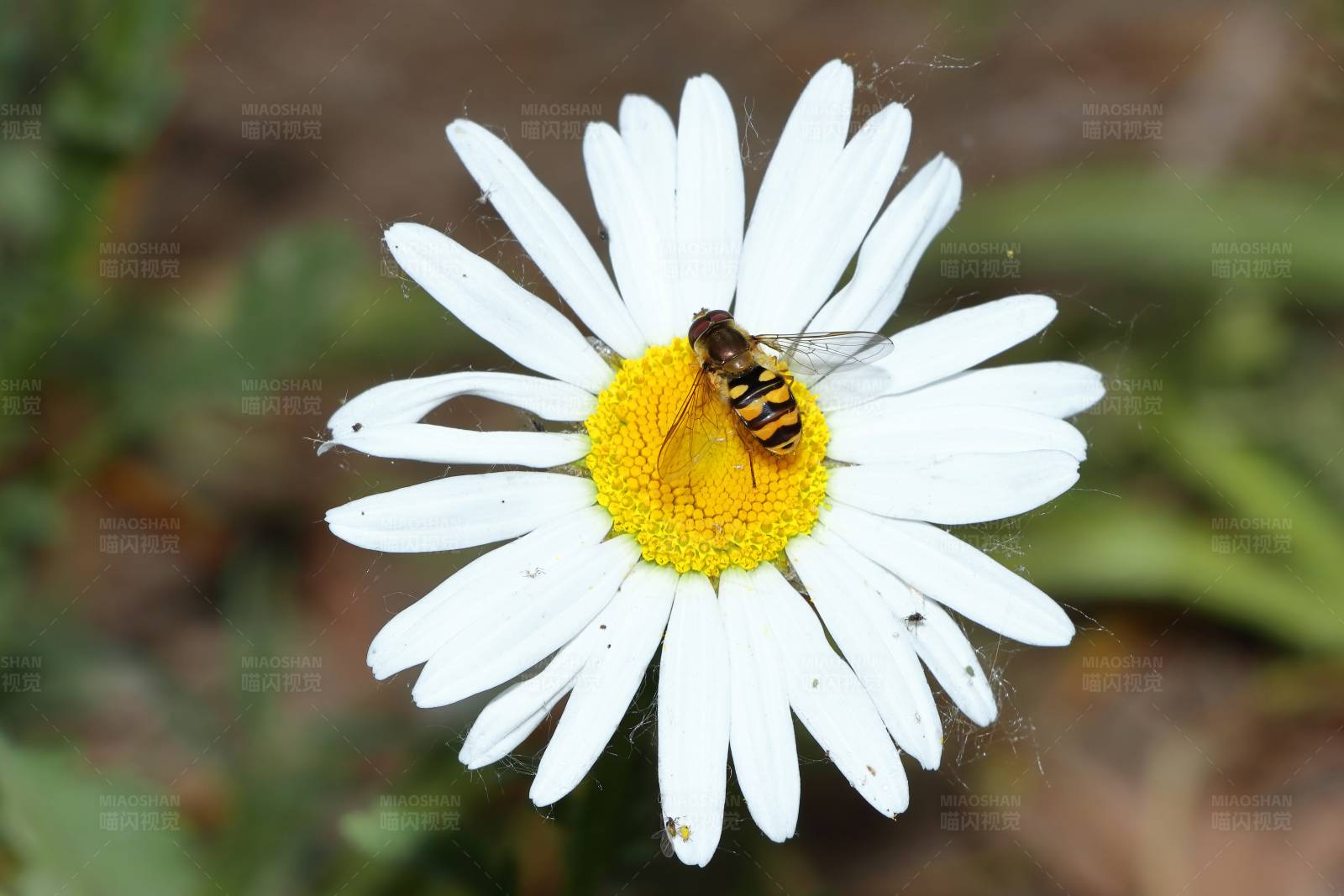 蜜蜂采蜜在雏菊上图片