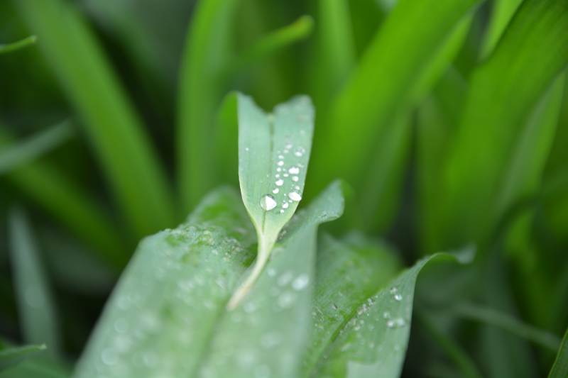 雨后绿叶图片