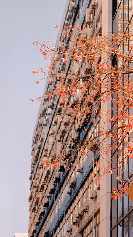 秋日城市建筑与红叶图片