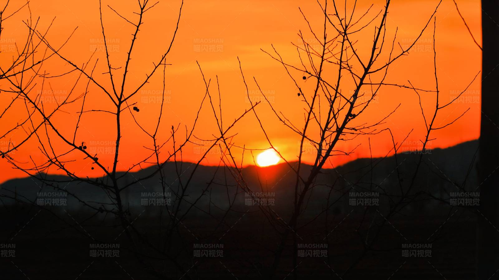 夕阳穿过树枝的剪影图片