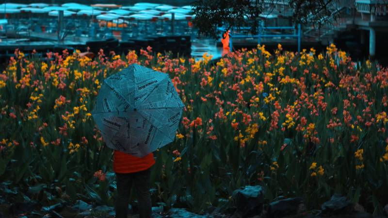 雨中花海独行者图片