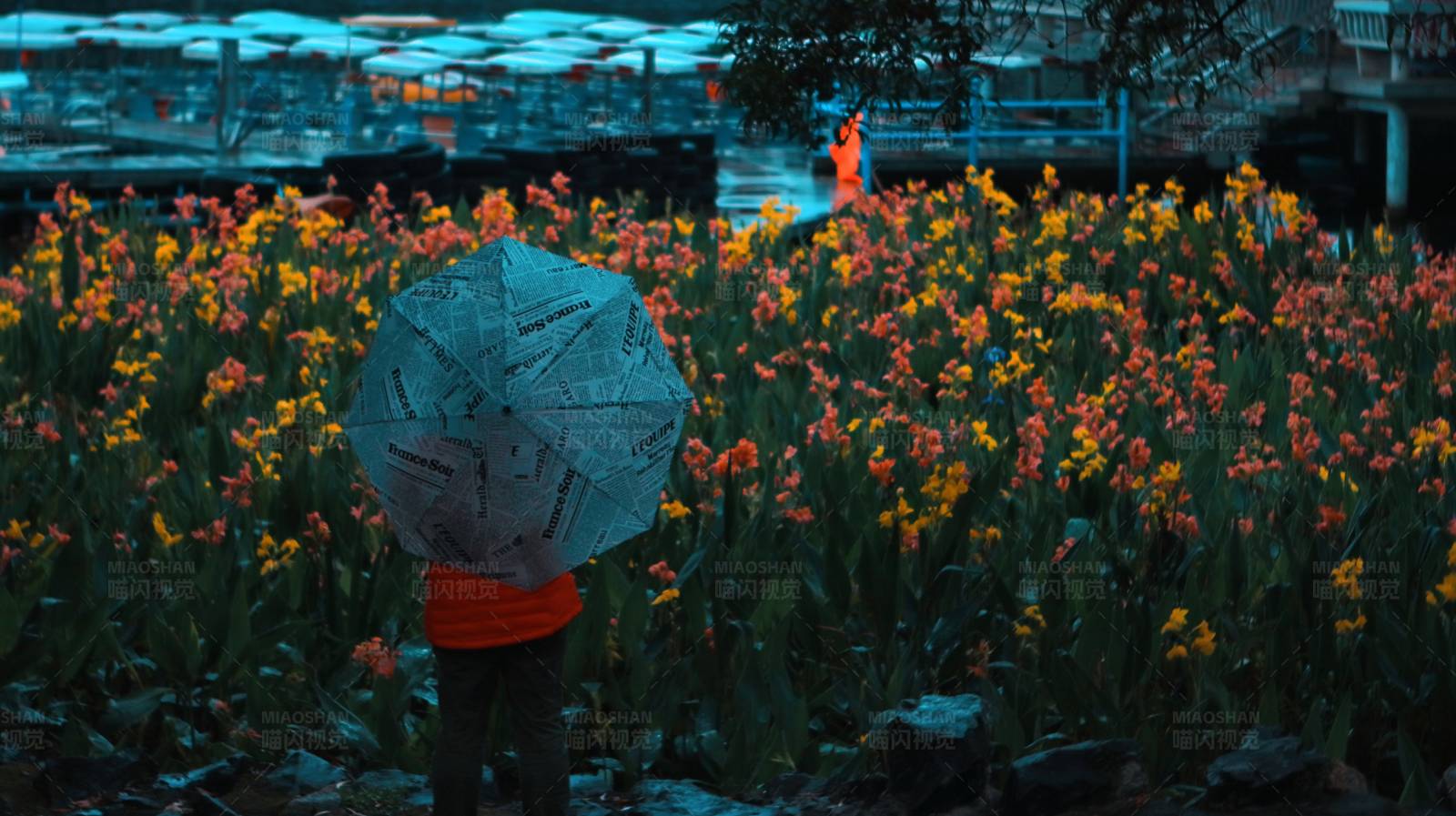 雨中花海独行者图片