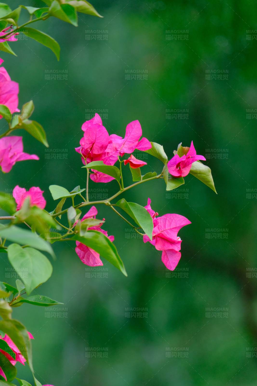粉色花朵与绿叶图片