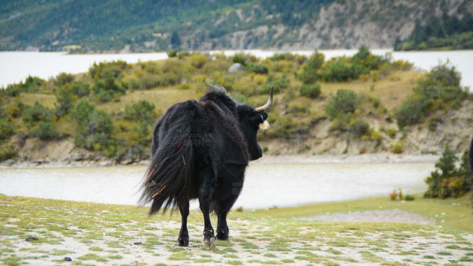 黑牦牛背山面水图片