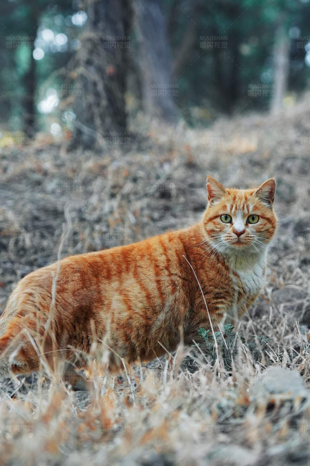 森林中的橙色猫咪图片