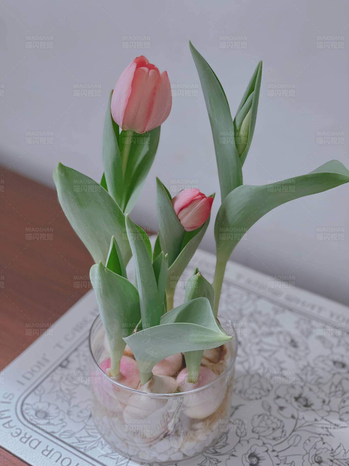 粉色郁金香花瓶图片