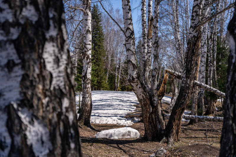 春日林间残雪图片