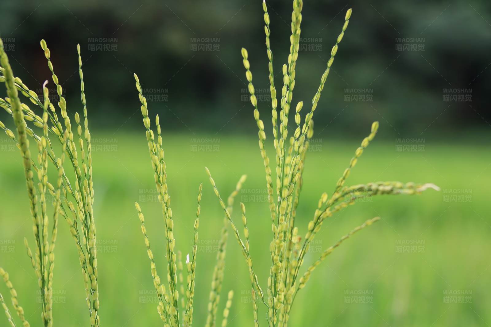稻田里的绿色希望图片