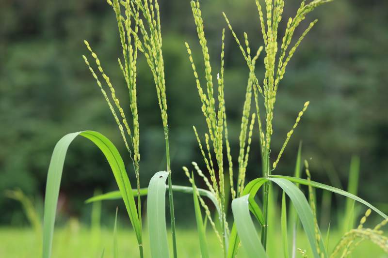 青翠稻穗迎风摇曳图片