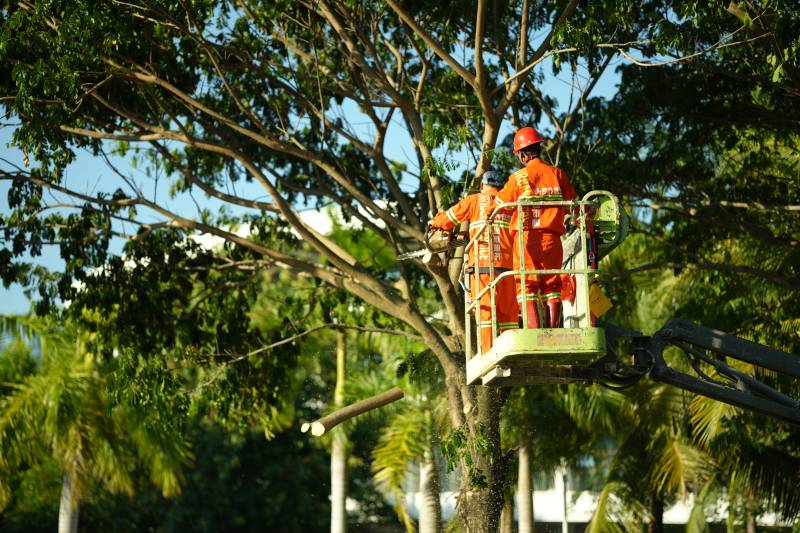高空作业修剪树木图片