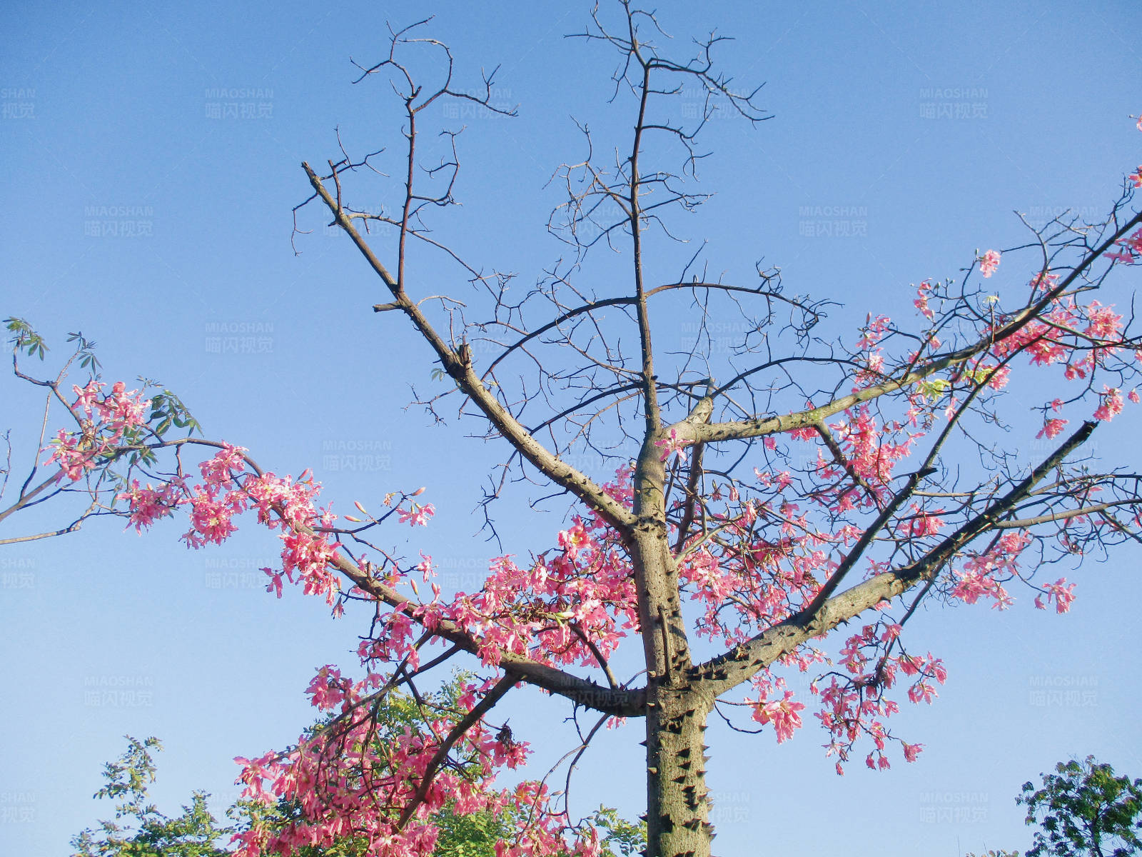 花开满树 春意盎然图片