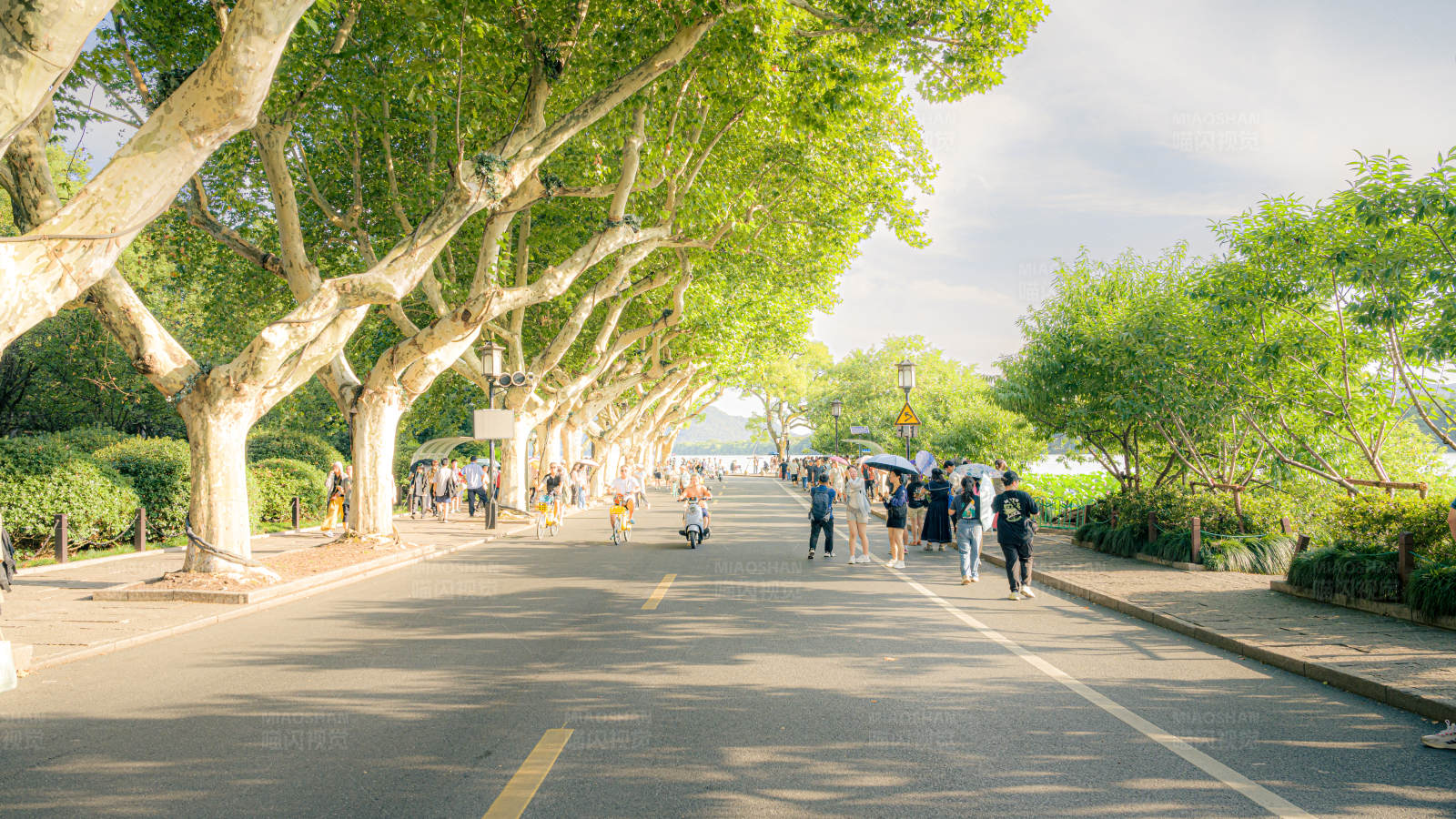 湖畔绿荫大道图片