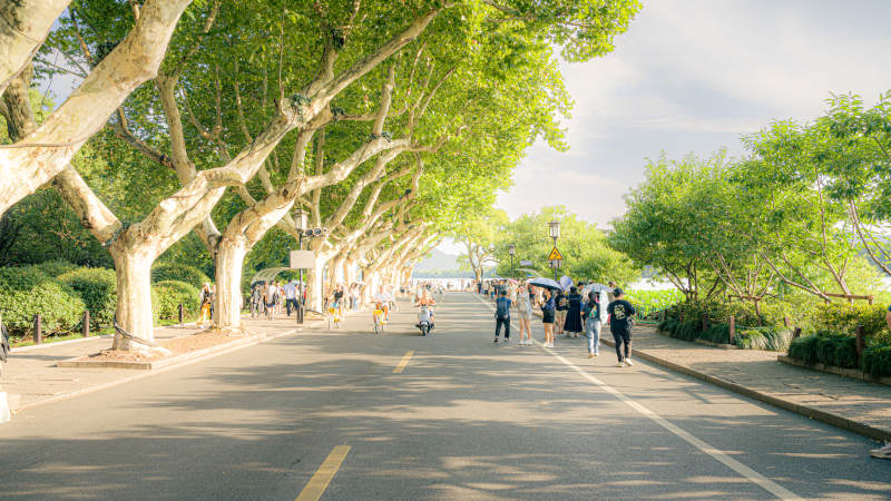湖畔绿荫大道图片