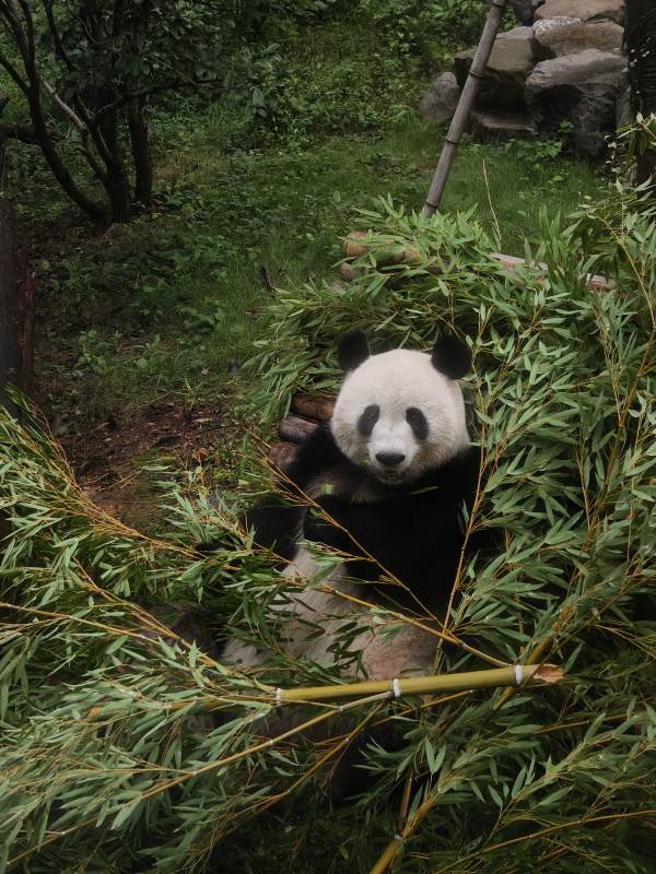 熊猫在竹林中觅食图片