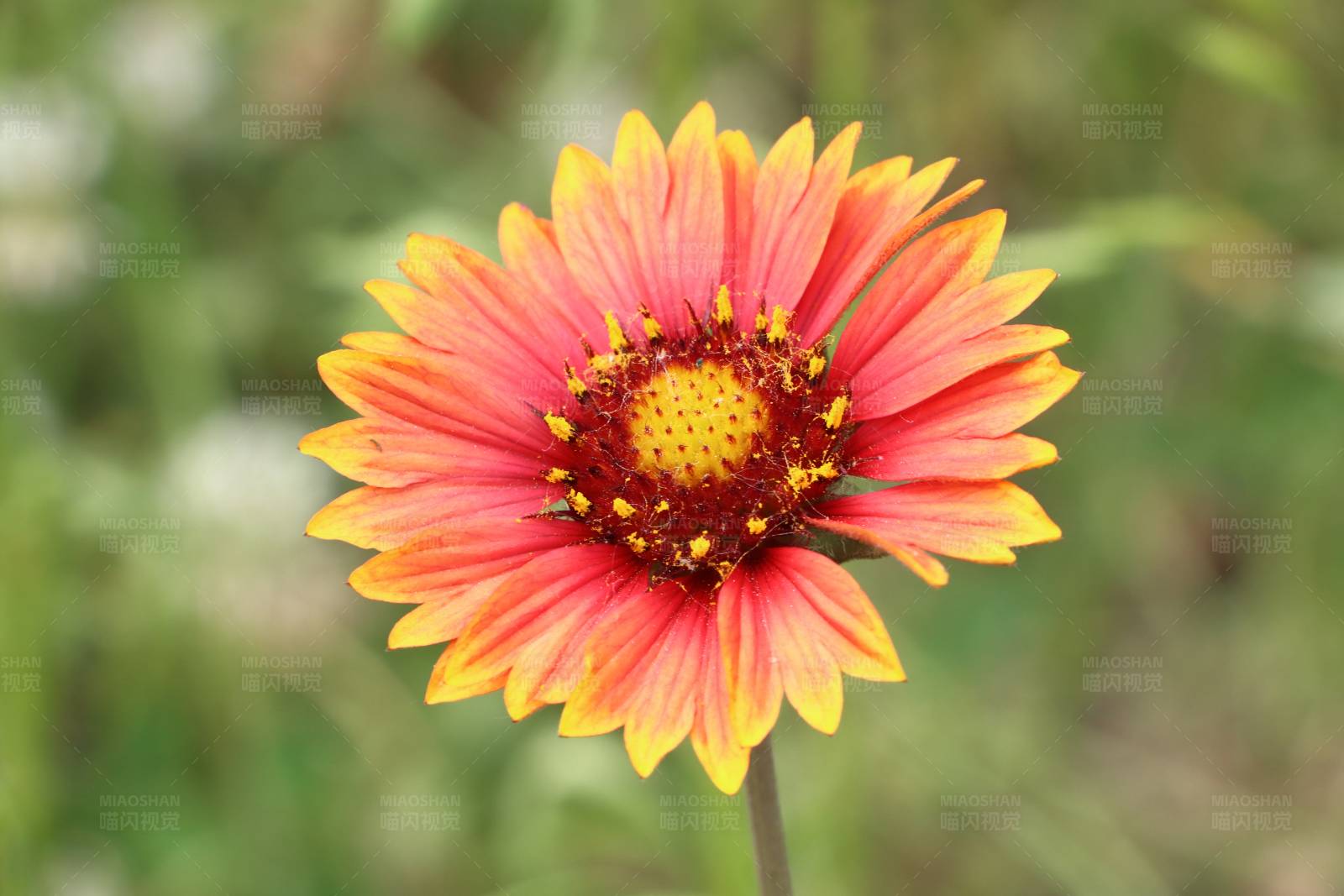 艳丽的橙红花瓣图片