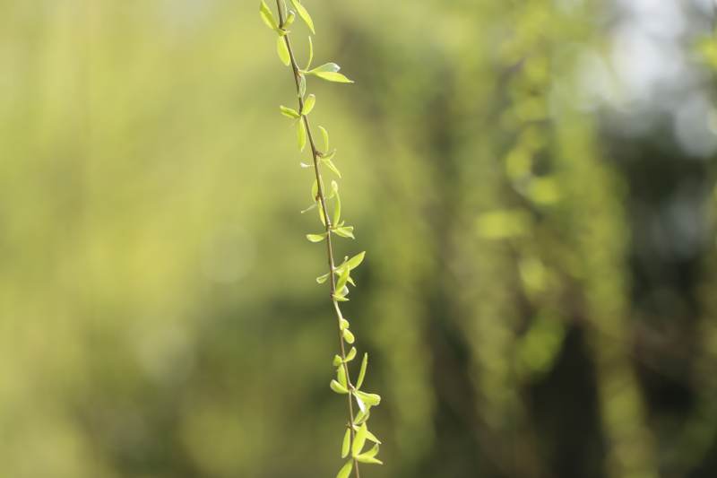 柳枝垂钓春风图图片