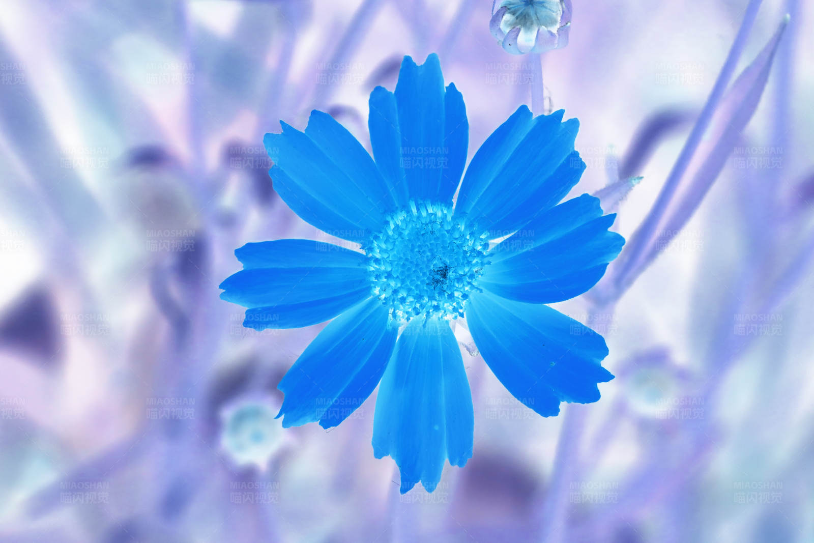 蓝色花朵的梦幻世界图片