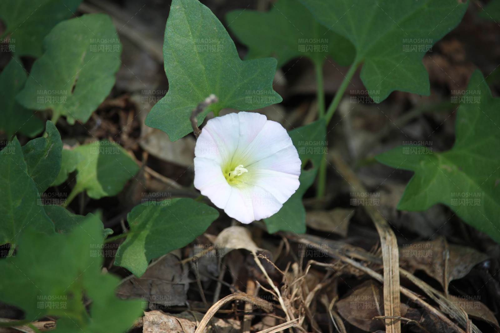 白色花朵与绿叶图片
