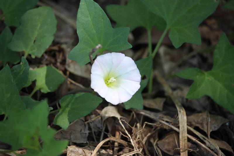 白色花朵与绿叶图片