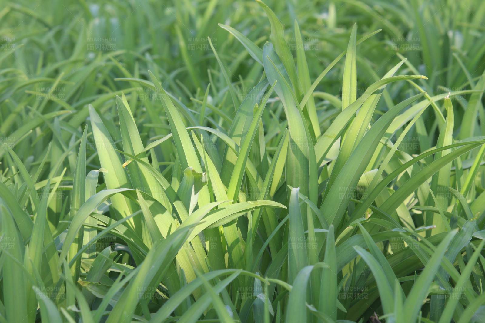 阳光下的绿色草地图片