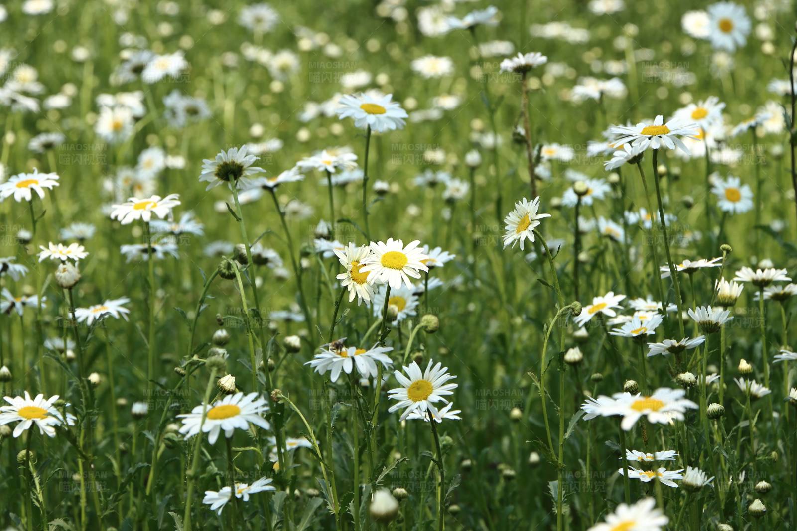 雏菊花开满田野图片