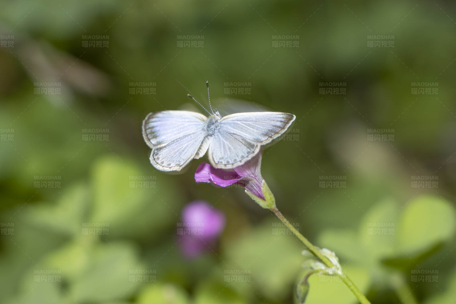 白蝶栖花间图片