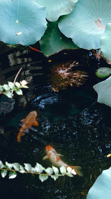 池中锦鲤与荷叶图片