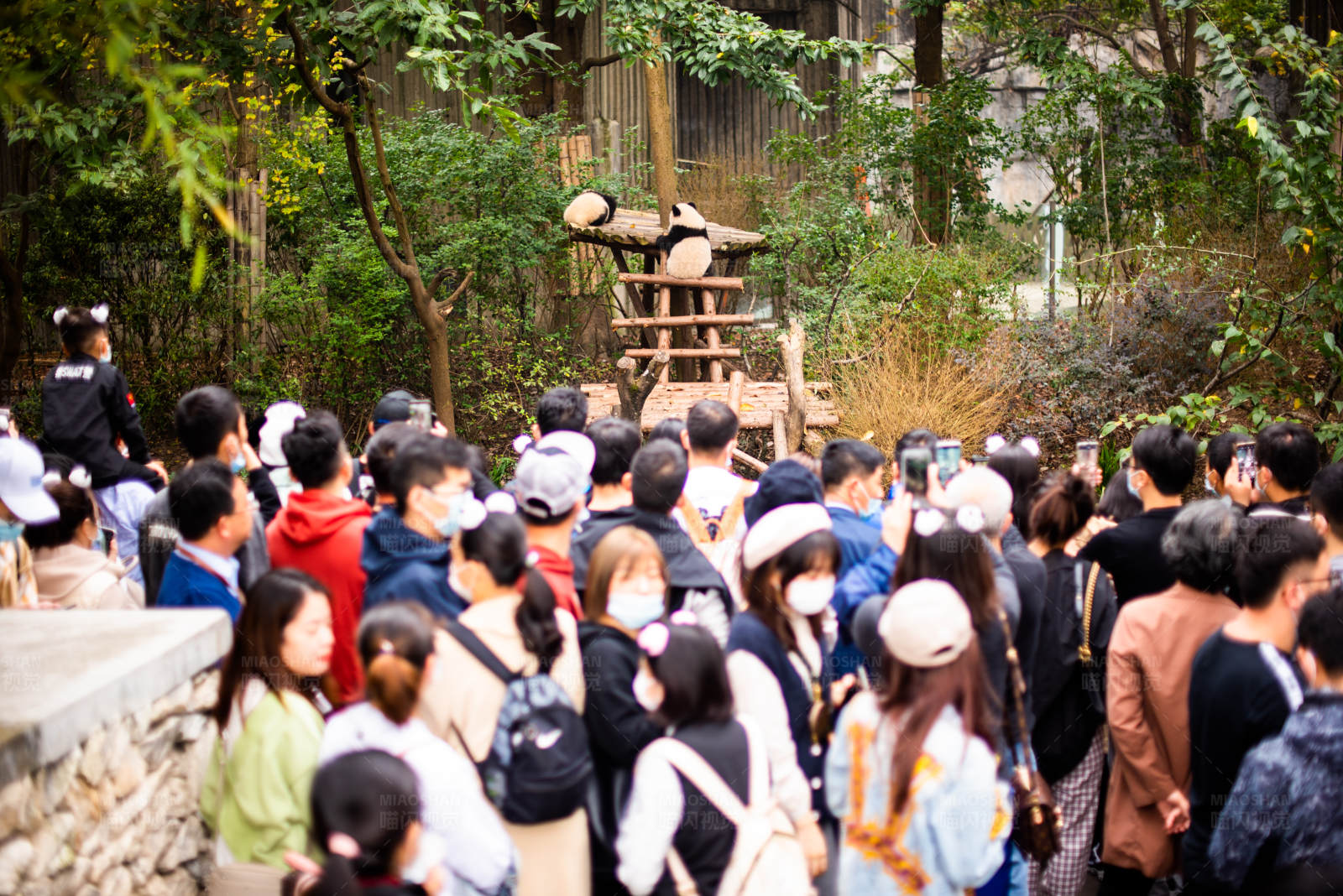 熊猫展区前的游客图片