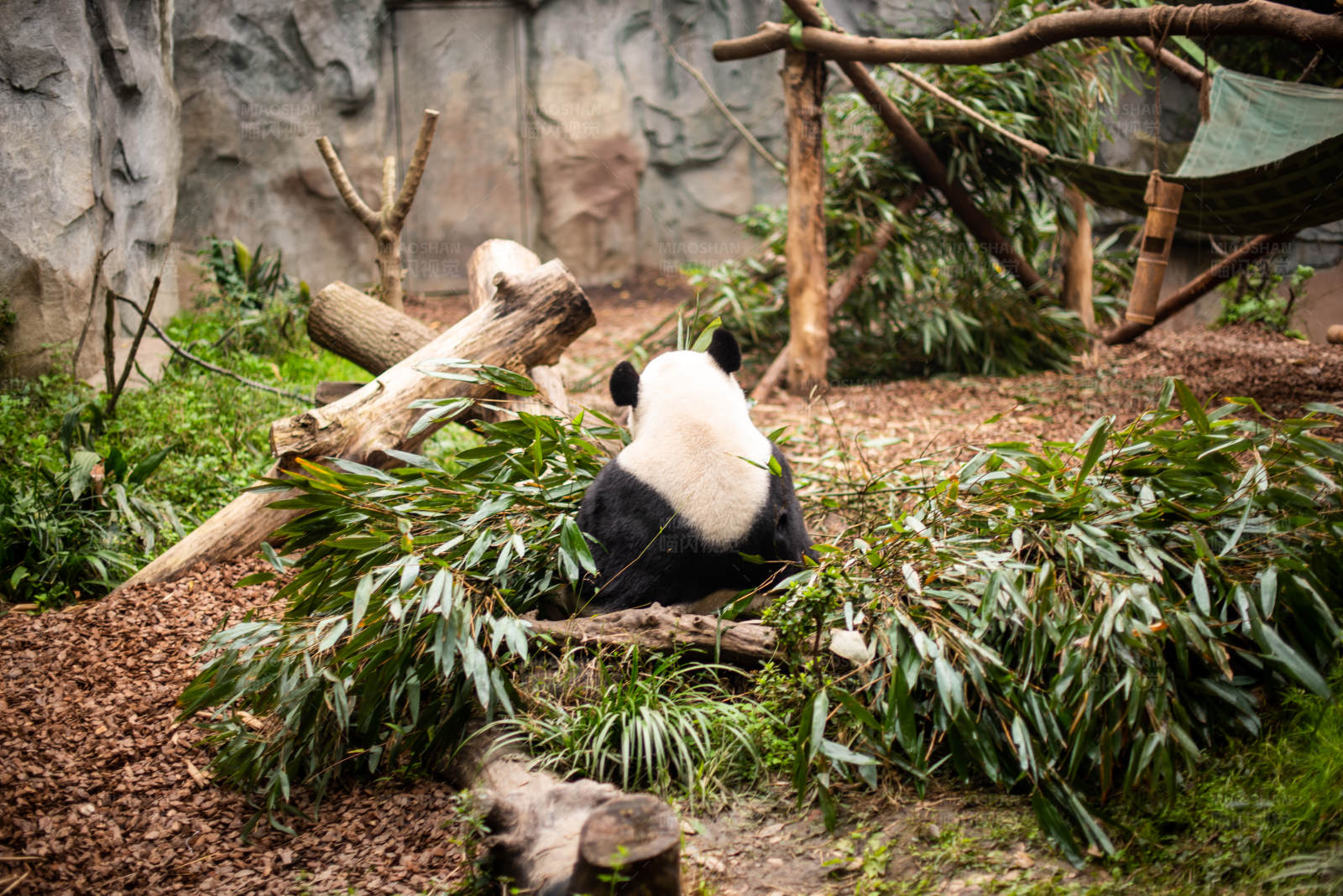 熊猫悠闲吃竹子图片