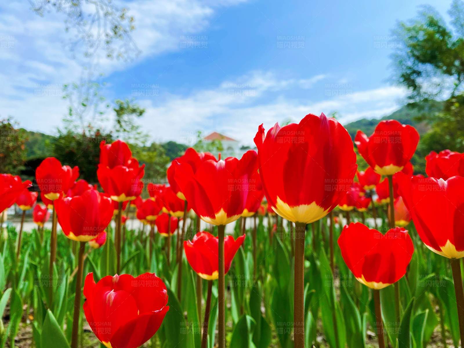 红色郁金香花田图片