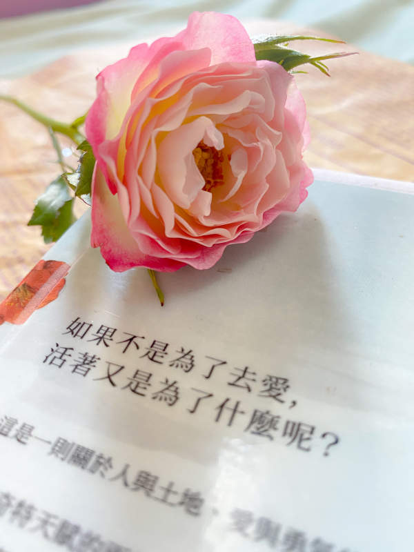 玫瑰与爱的疑问图片