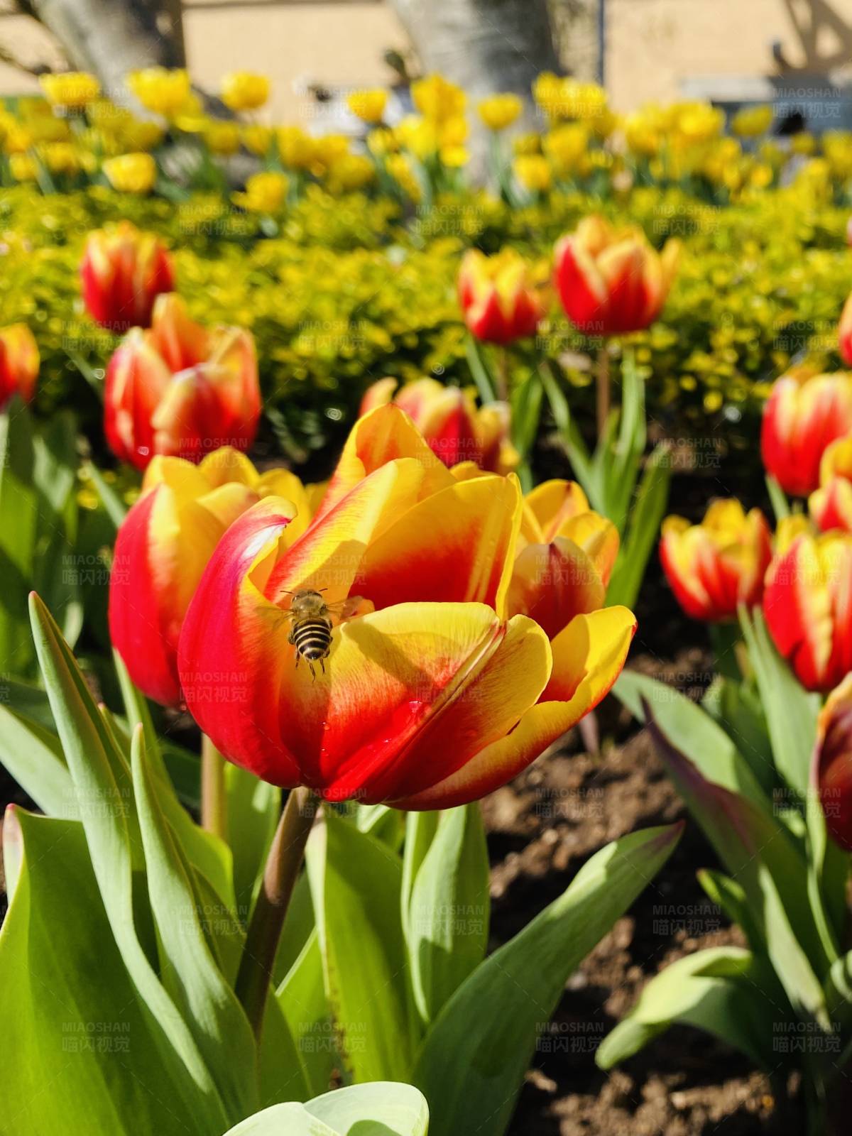 蜜蜂与郁金香图片