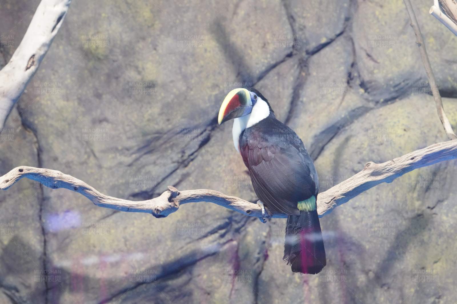 巨嘴鸟栖息树枝上图片