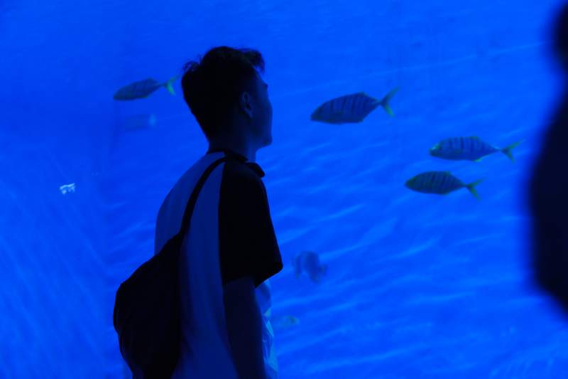 海底探秘 人与鱼共游图片