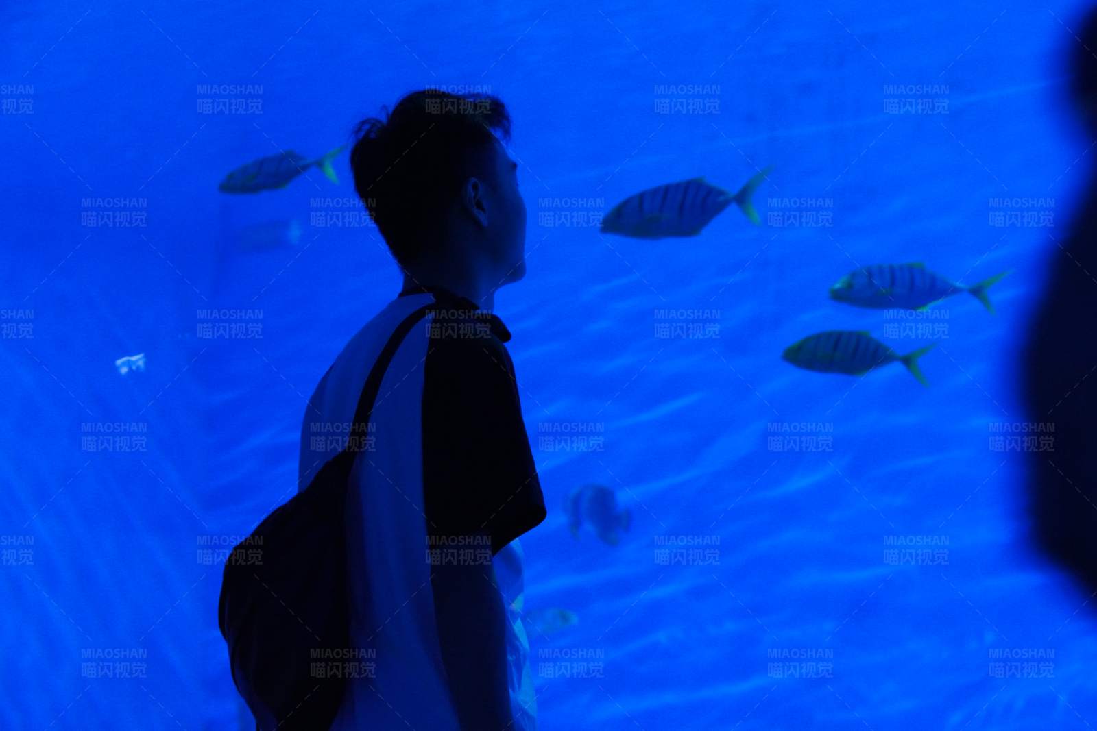 海底探秘 人与鱼共游图片