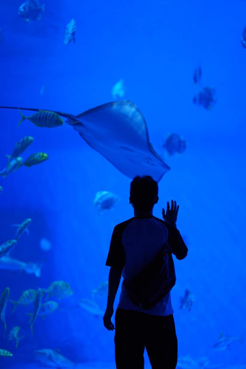 海底世界的奇妙探索图片