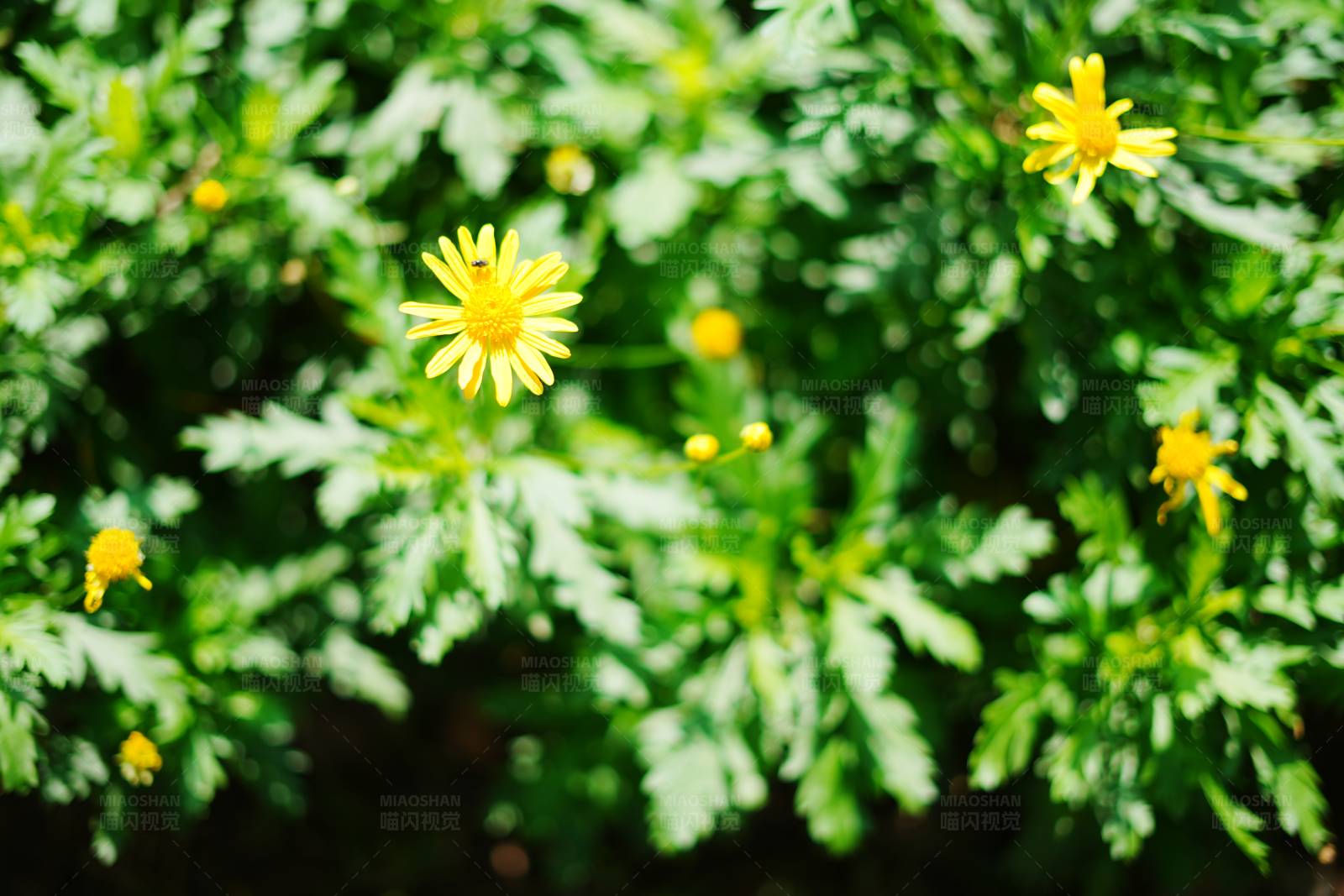 阳光下的黄色小花图片