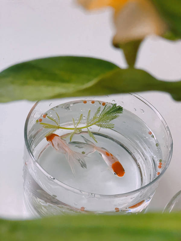 杯中金鱼图片