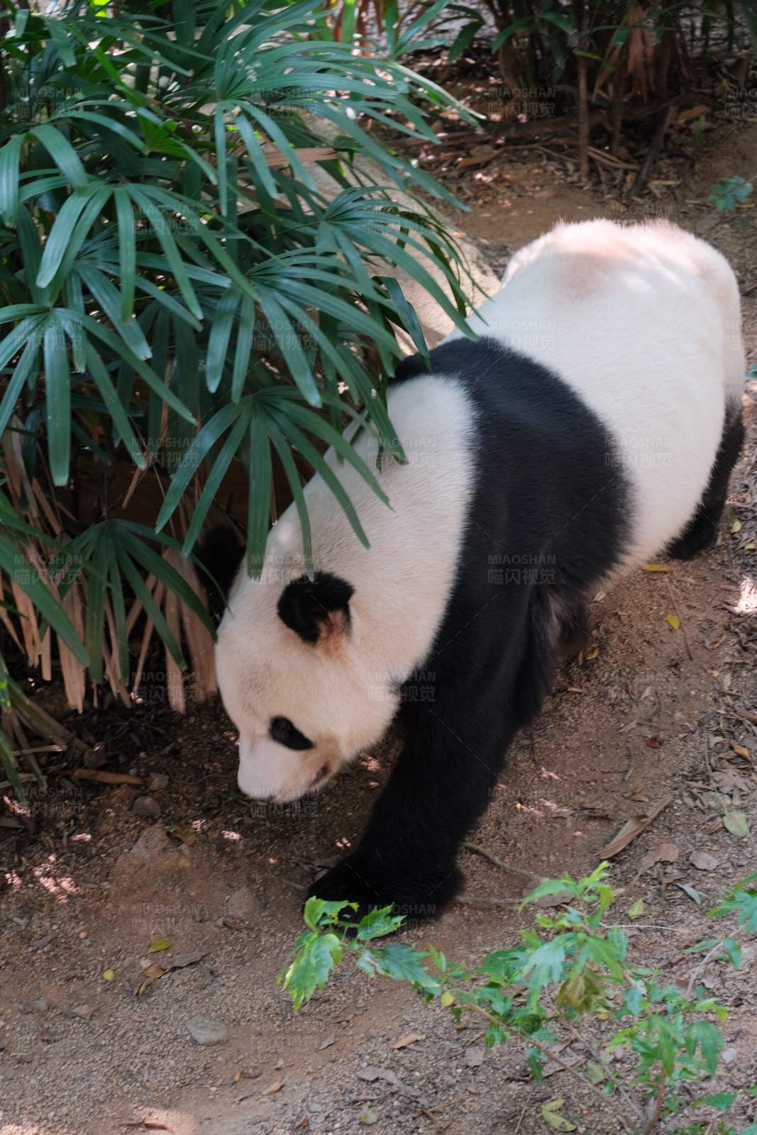 大熊猫觅食图片