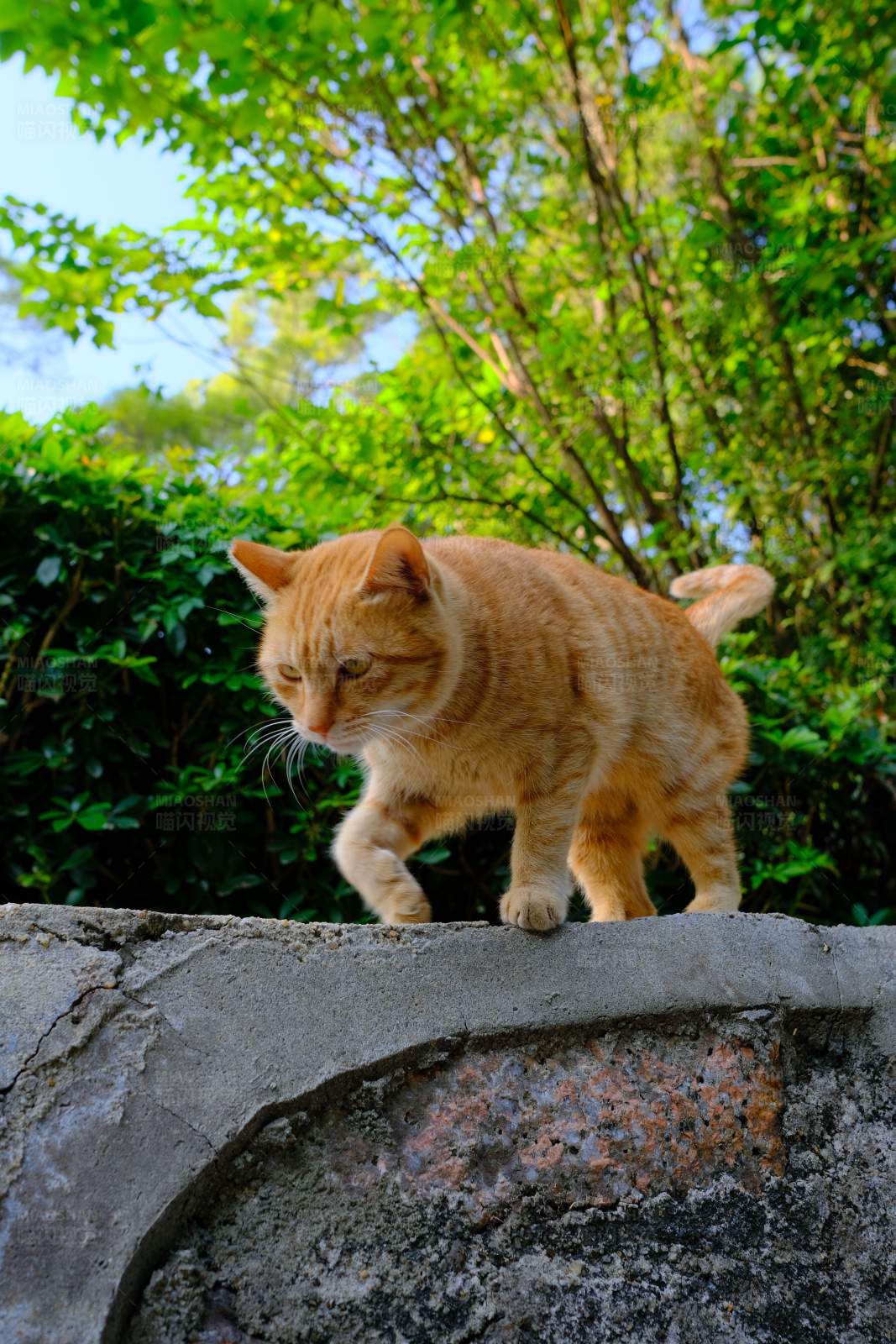 墙头上的橘猫图片