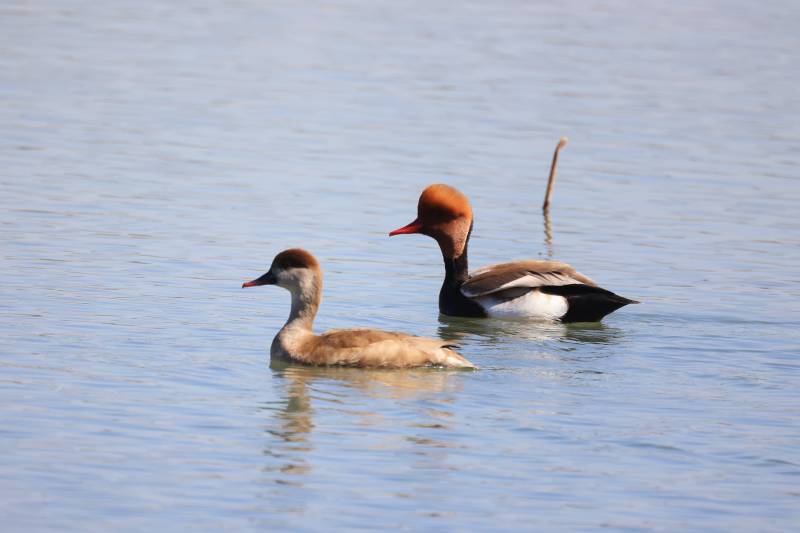赤嘴潜鸭（雌 雄） 北京玉渊潭公园图片