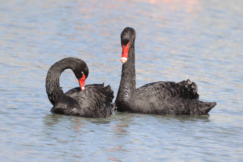 黑天鹅的优雅姿态 幸福时刻图片