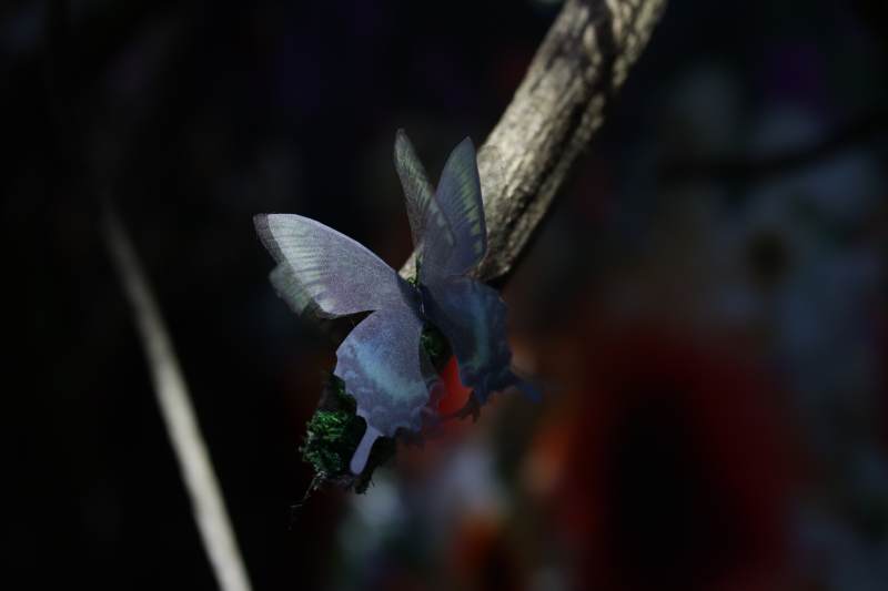 梦幻蝴蝶夜景图片