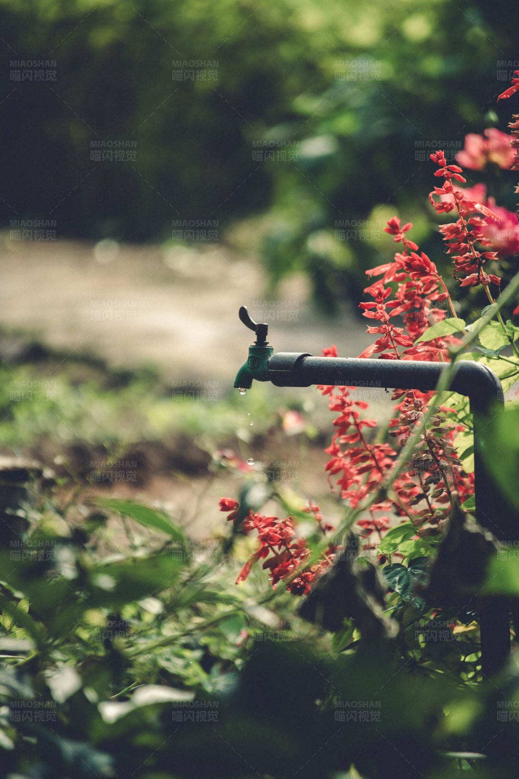 花园水龙头与红花图片